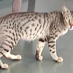 Nandini Paying Guest House