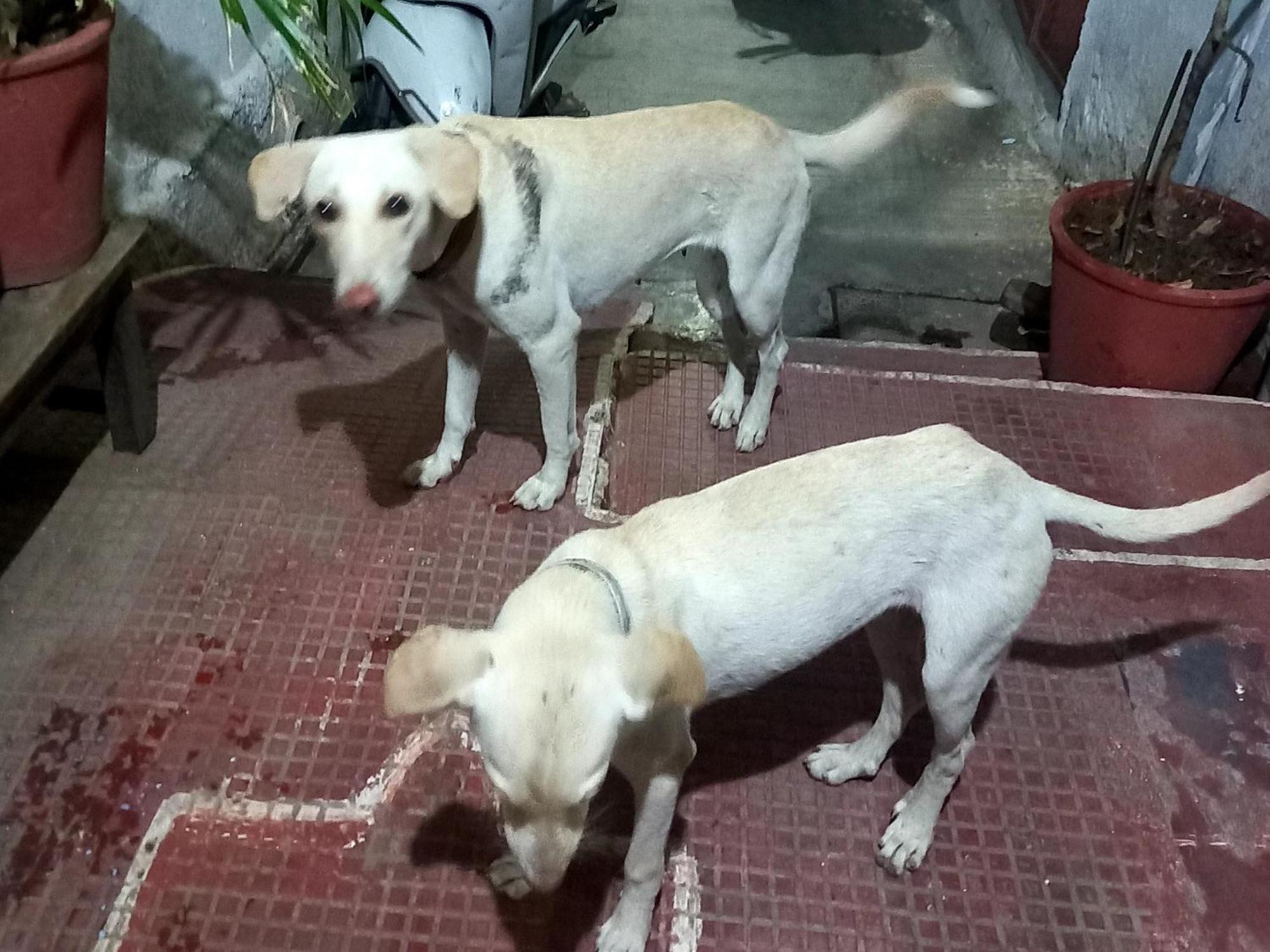 Guest house Nandini Paying 2*