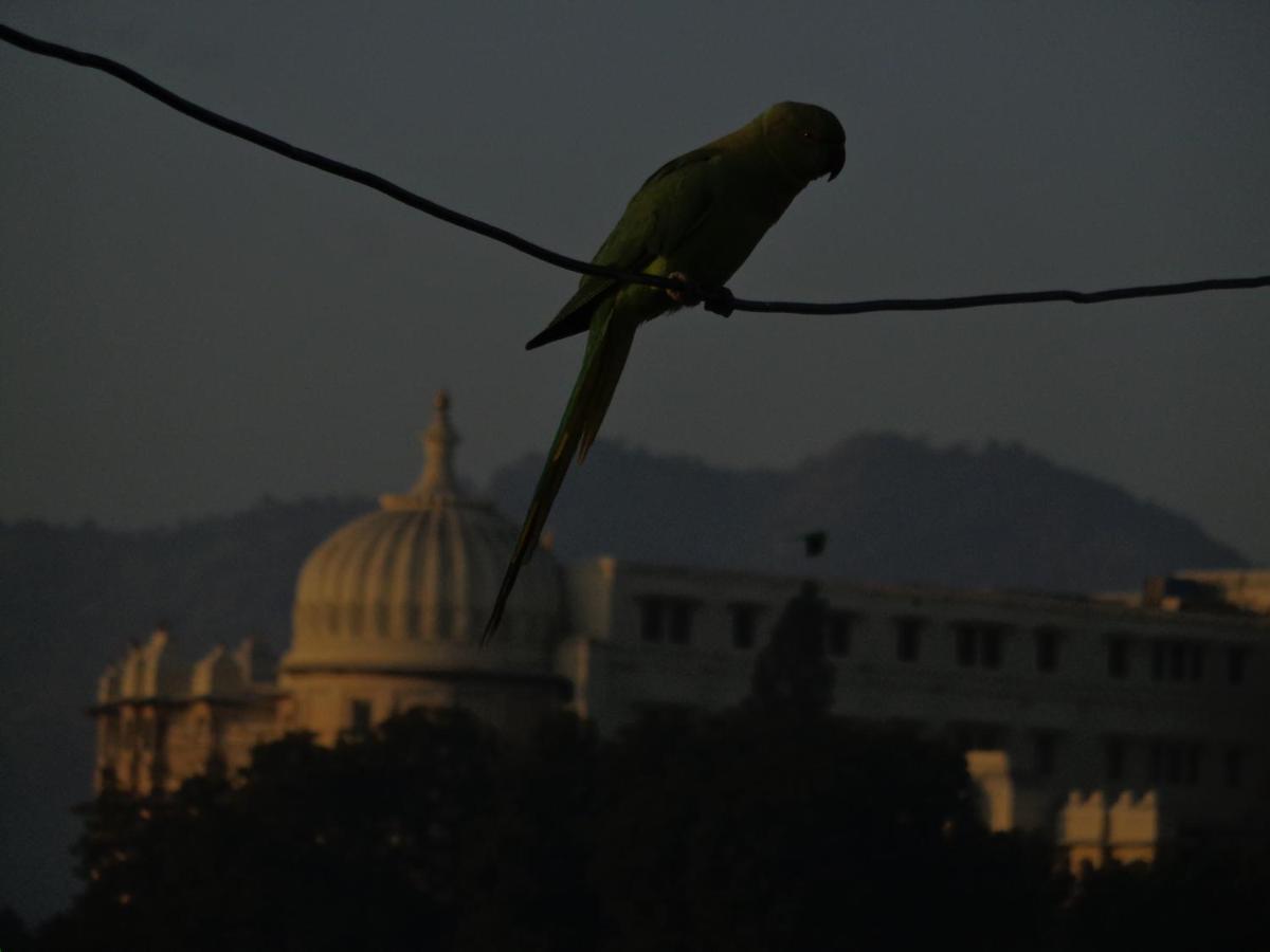 Mohan * Udaipur