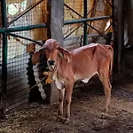 Krishna Ranch