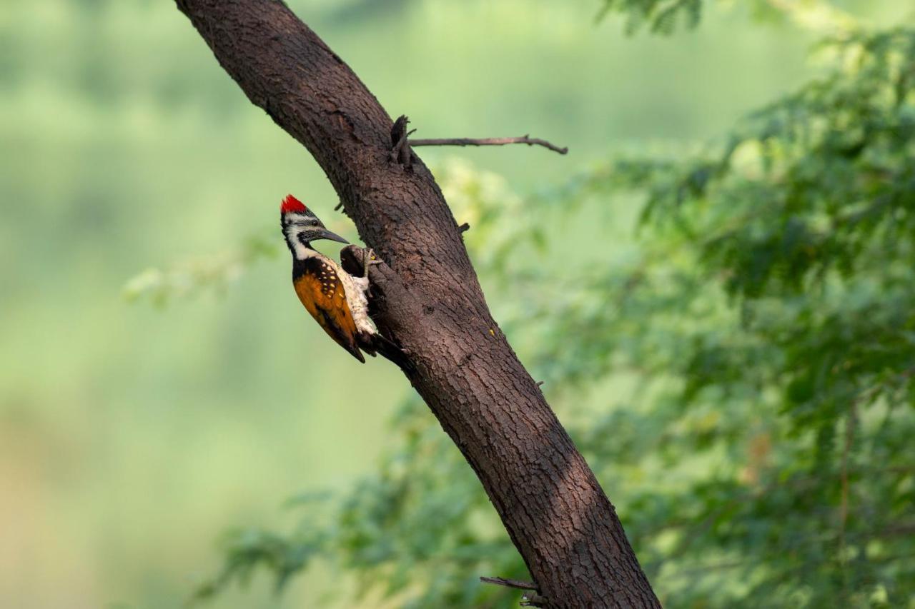 Dera Baghdarrah Nature Retreat