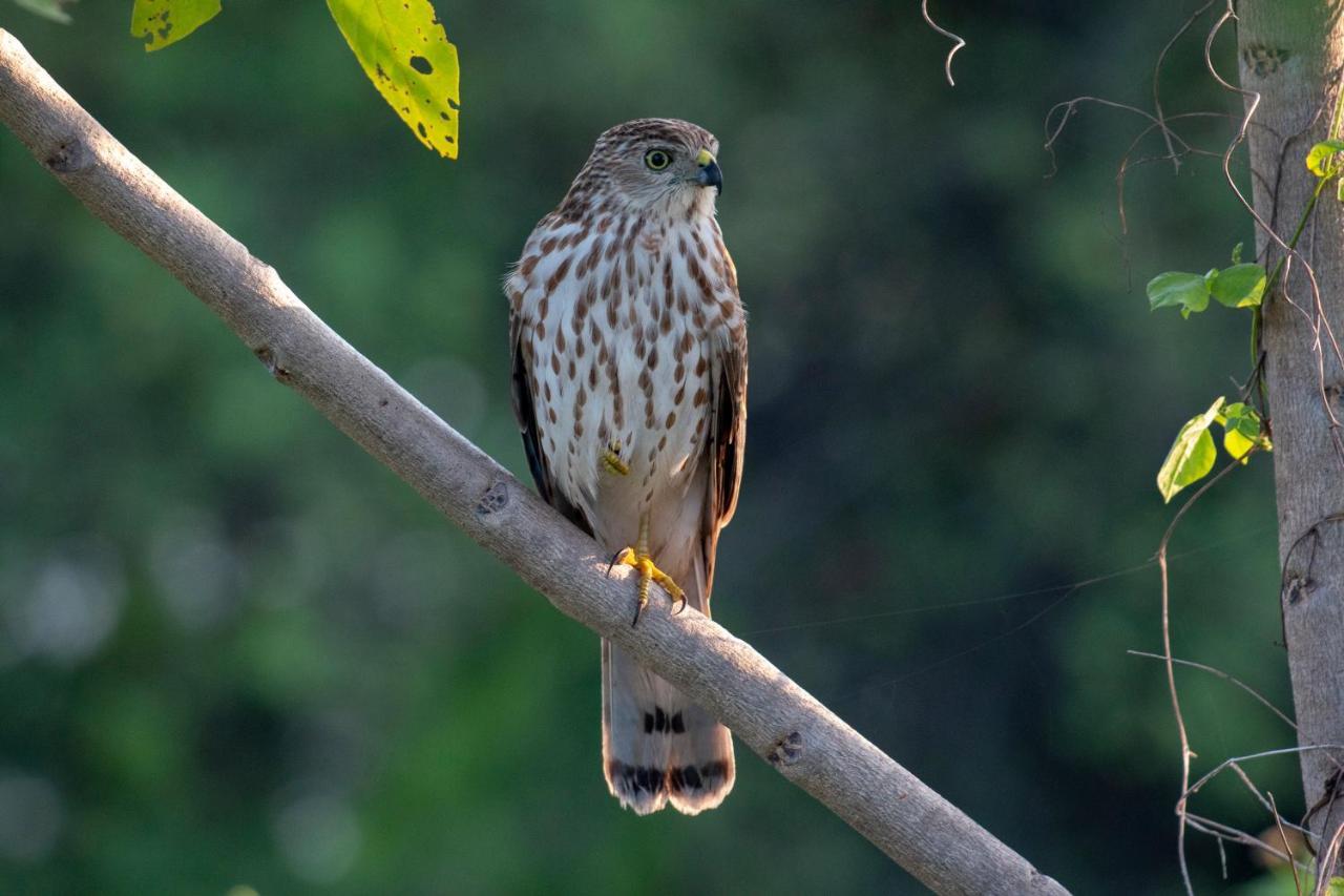 Dera Baghdarrah Nature Retreat Udaipur