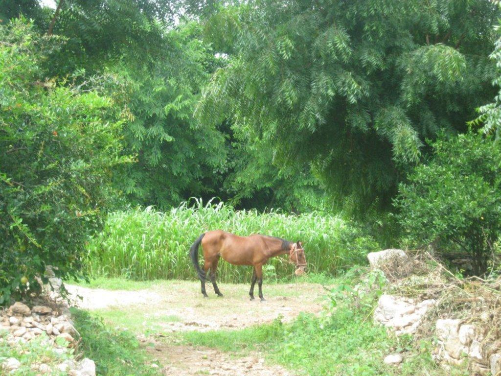Krishna Ranch * Udaipur