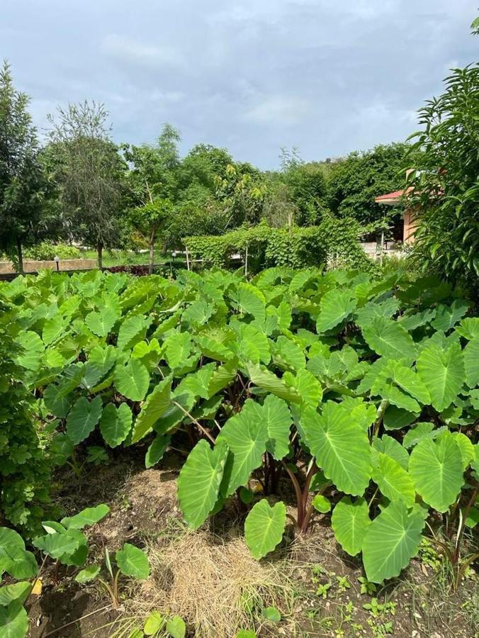 Molshri Farms Homestay Hotel