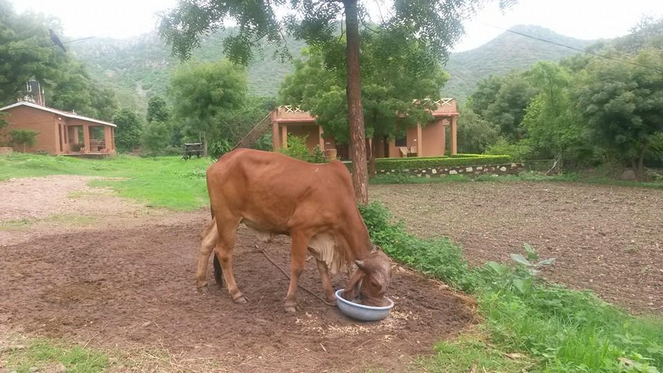 Farm stay Krishna Ranch