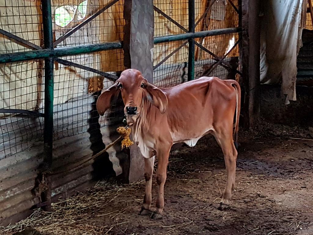 Farm stay Krishna Ranch *
