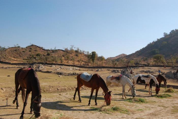 Gazebo Resort Udaipur